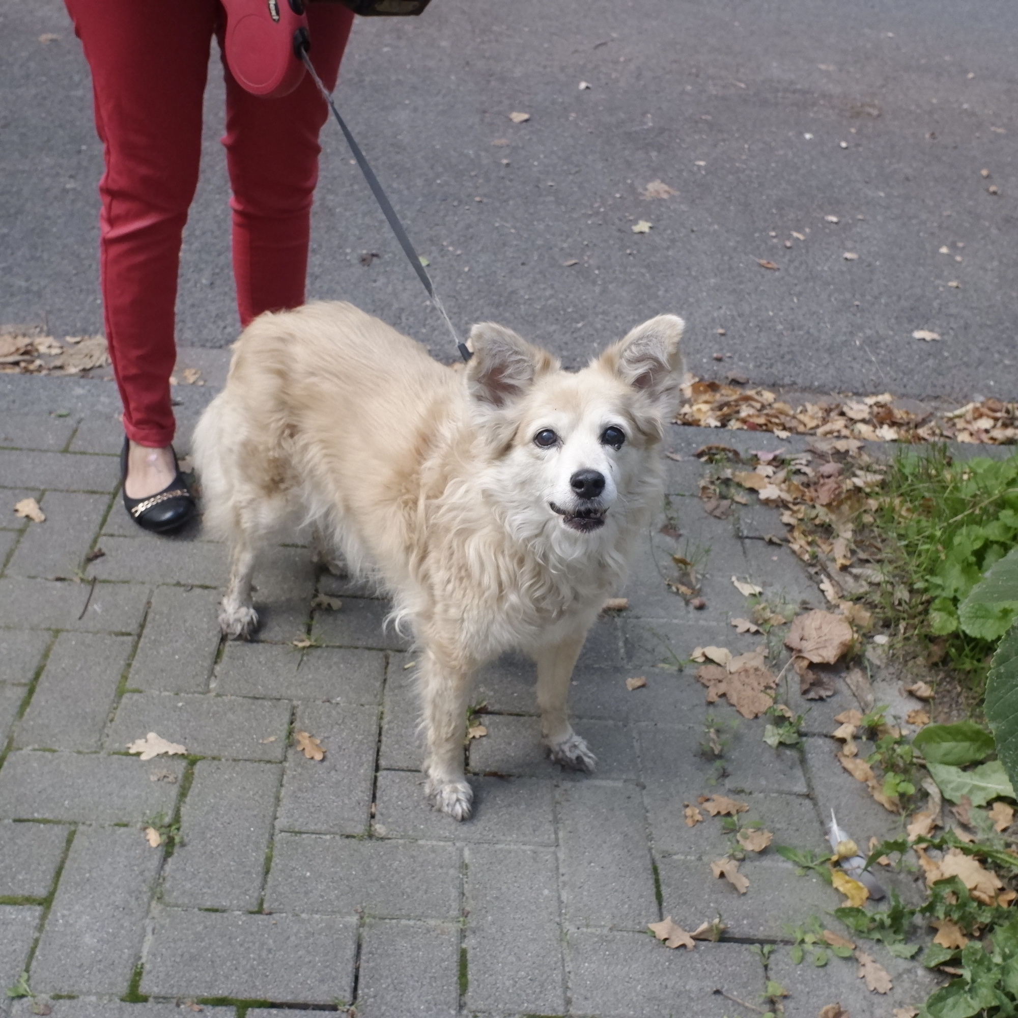 Hunde hatte mer schon