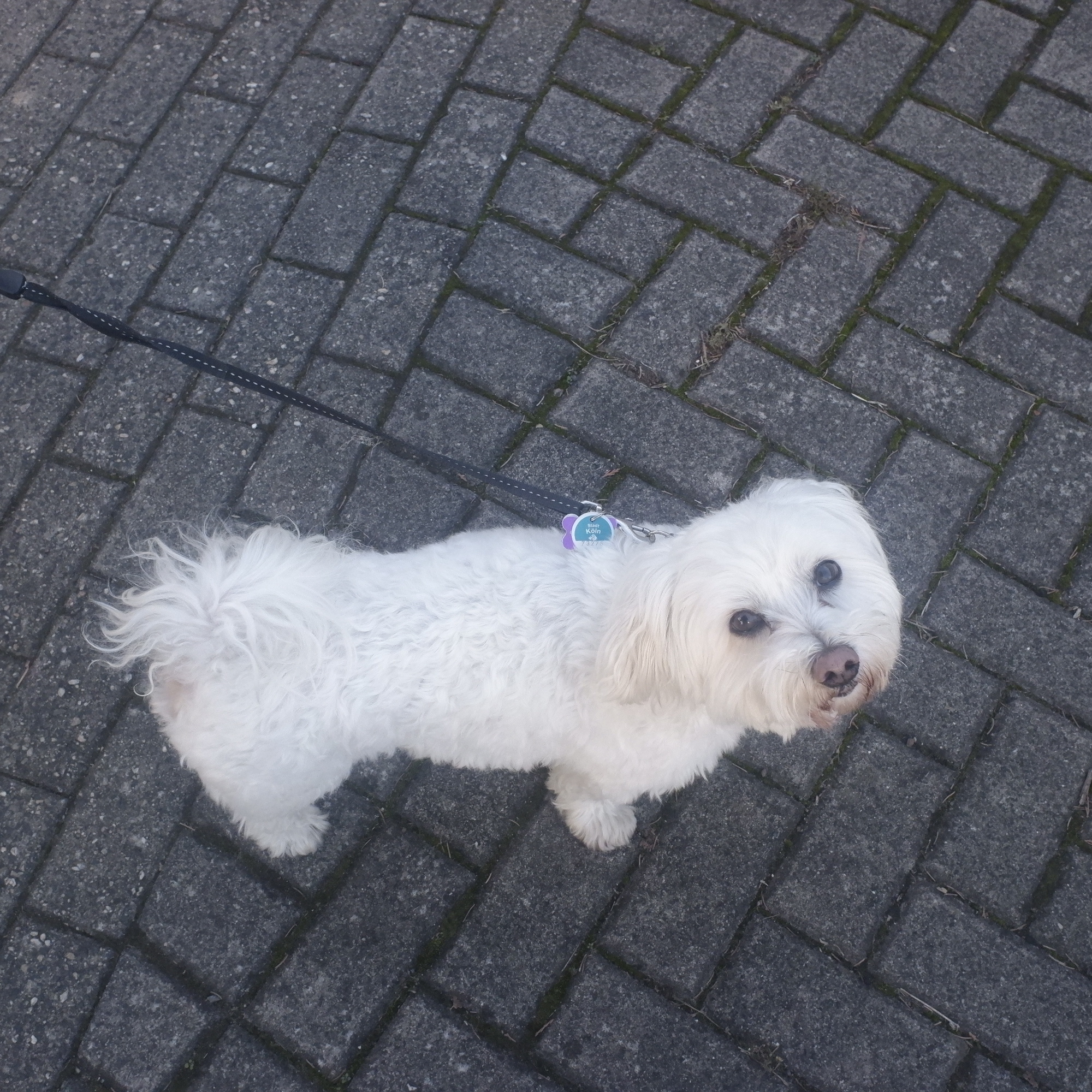 Natürlich fange ich meine Geschichte mit einem Hund an