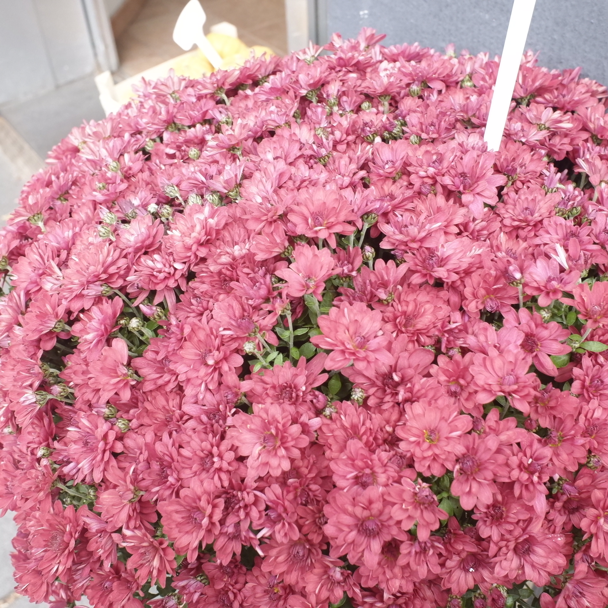 Rot fällt mir immer auf